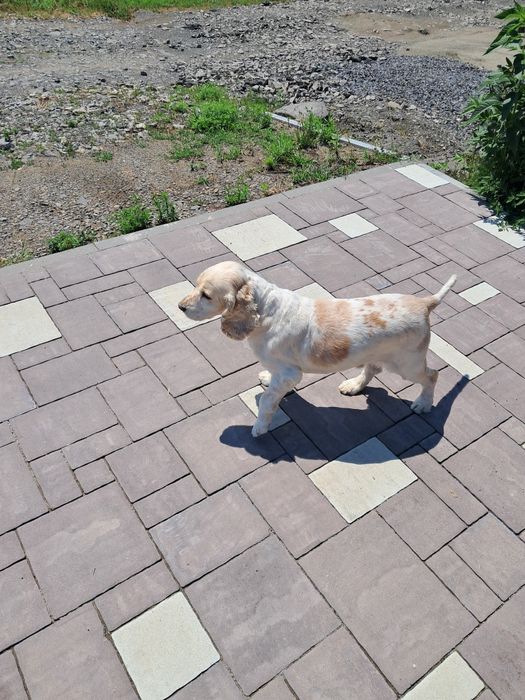 В'язка, гарний хлопчик кокер спаніель !!!