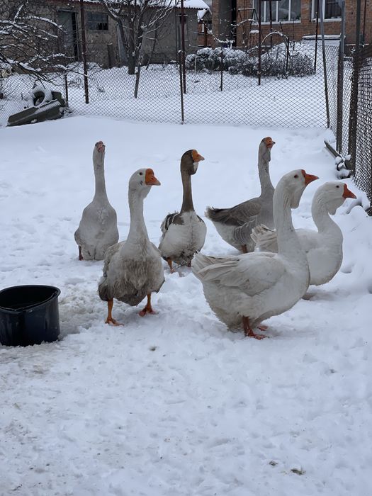Продам гусей на розвід