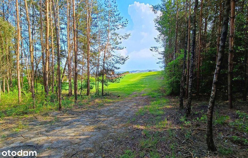 Działki budowlane wśród sosen | Grabnik k/Krasnobrodu | Roztocze