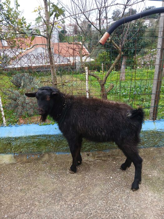 Bode com 1 ano e 3 meses