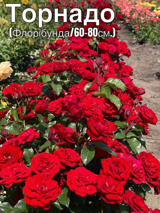 Саженцы роз, Спрей, Троянди Чайно гибридні, Флорибунда
