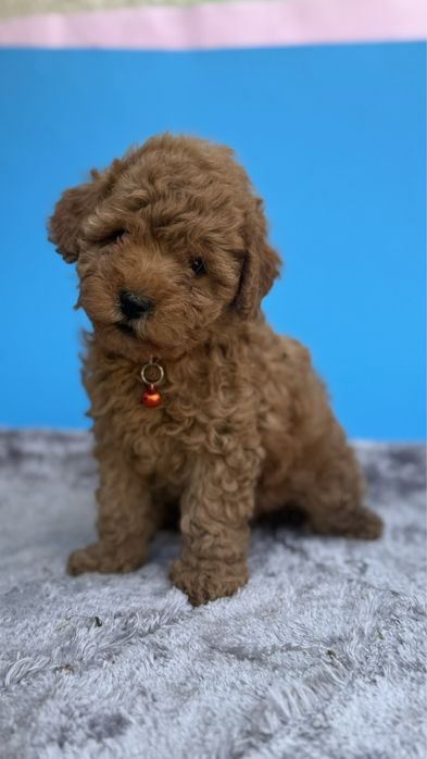 Хлопчик манюня мальтіпу