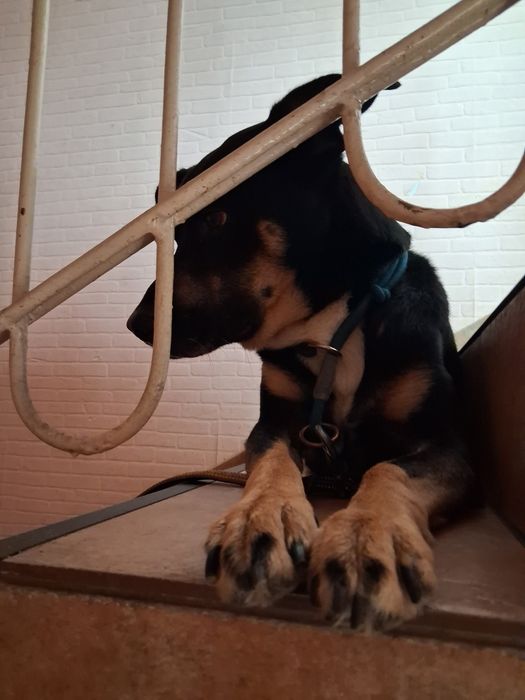 Oddam pieska w dobre ręce