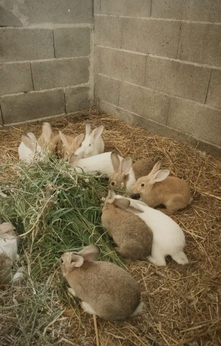 Coelhos para mudar de casa