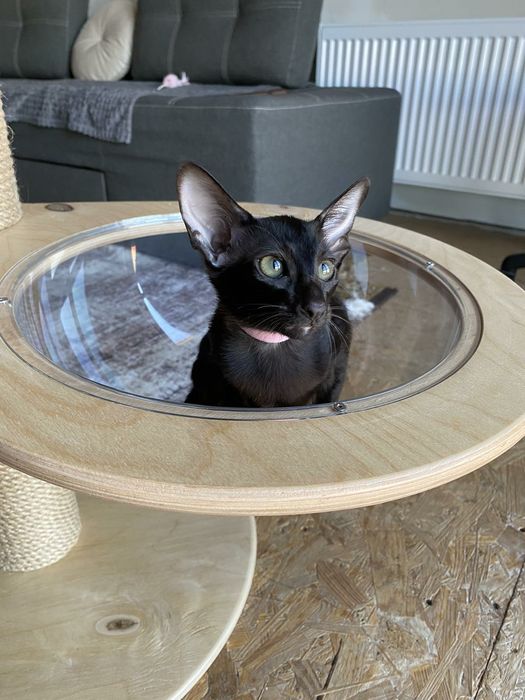 Орієнтальна кішка