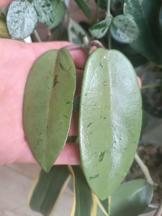 Hoya silver dollar