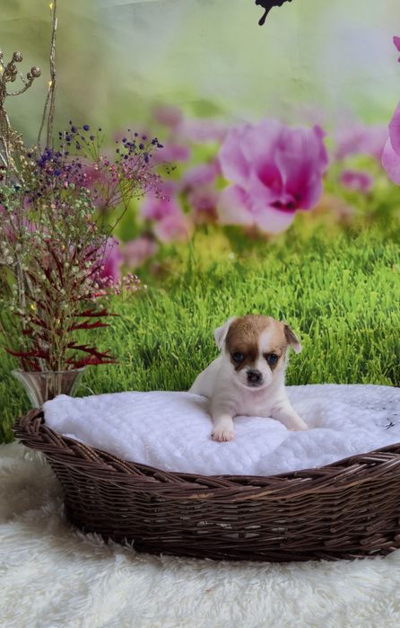 Śliczny chłopczyk chihuahua krótkowłosy