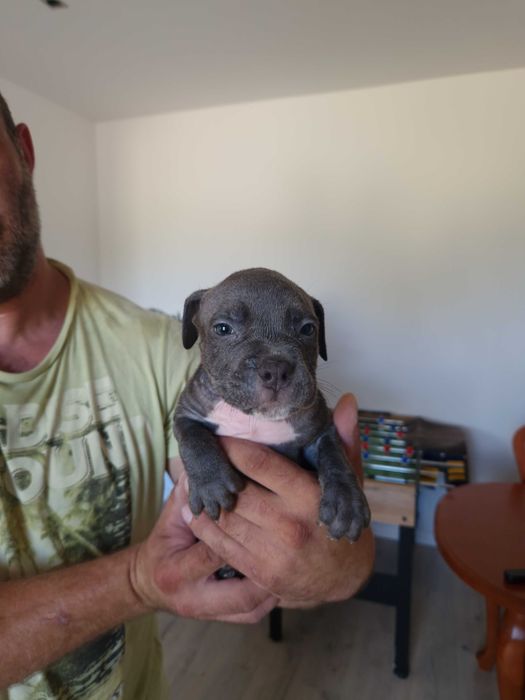 American staffordshire terrier