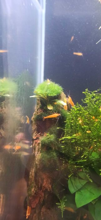 Krewetki Neocaridina YELLOW/ŻÓŁTA