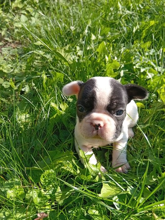 Buldog francuski suczka