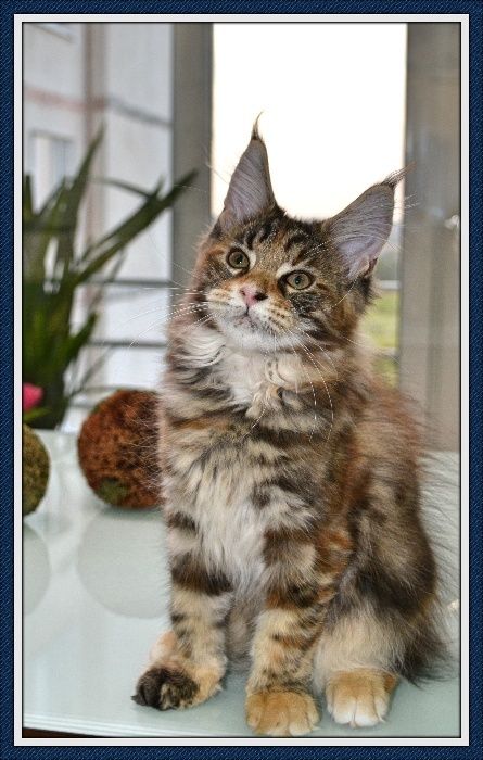 Кошечка Мейн- кун! Подарите себе счастье!