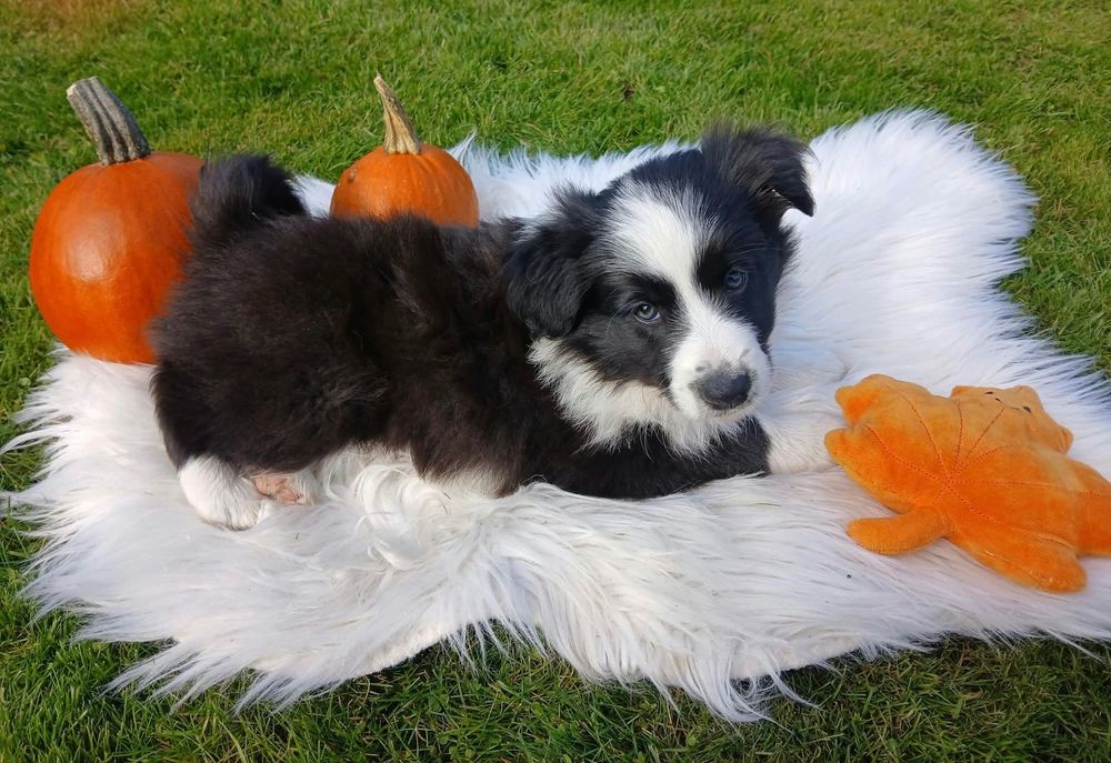 Śliczna Suczka Border Collie