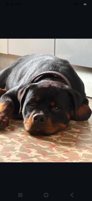 Rotvailer com 6 meses