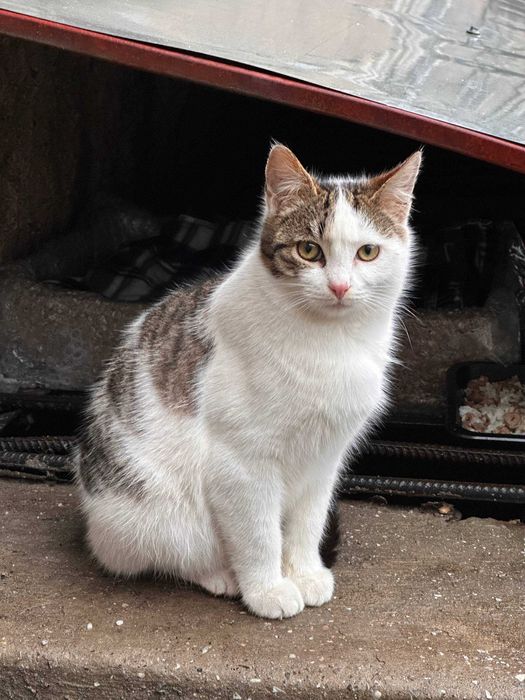 Отдам котят в хорошие руки