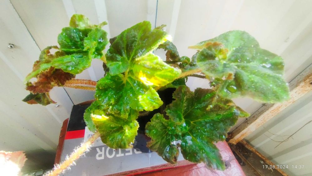 Бегонії  ризомні...