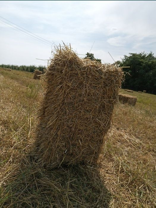 Słoma owsiana kostka