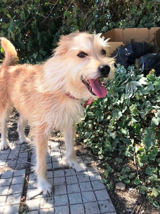 Nina - cadela pequena para adoção