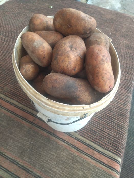 Картопля домашня велика  сорту Слов'янка