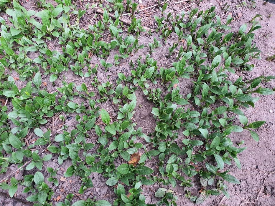 Topinambur inaczej słonecznicznik bulwiasty (naturalny prebiotyk) sadzonki