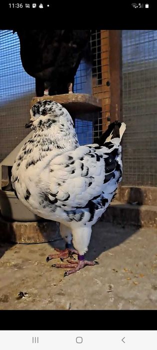 Kingi , gołębie king