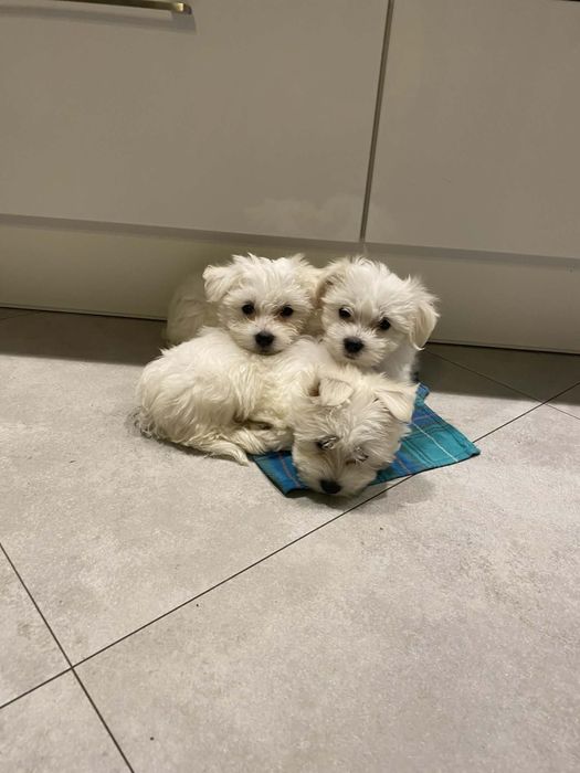 Maltańczyk szczeniaki pieski