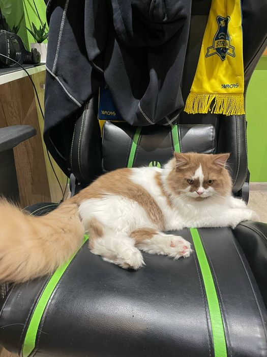 Kocur brytyjski do hodowli