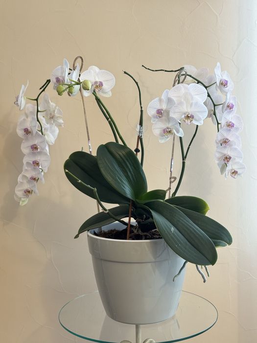 Орхидея фаленопсис Афродиты. 70*50 см.