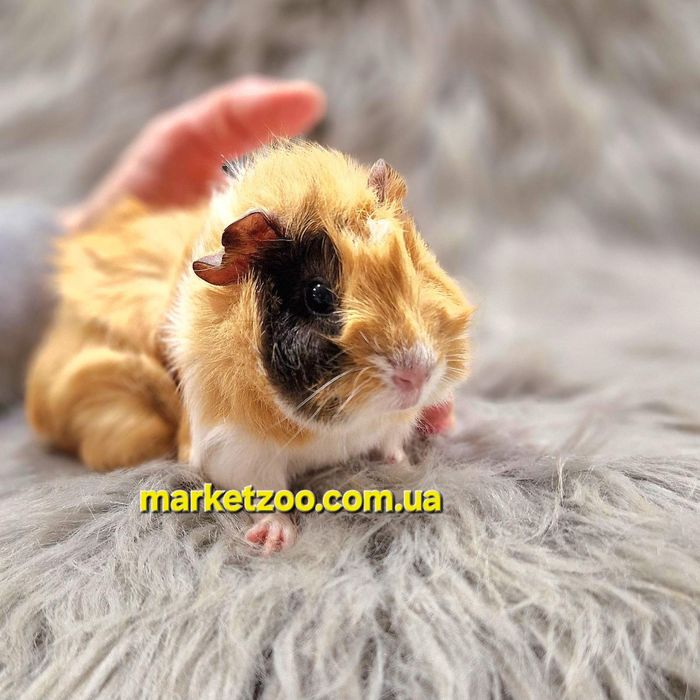 Морська свинка дівчинка розетчаста,морские свинки,морські свинки,морск