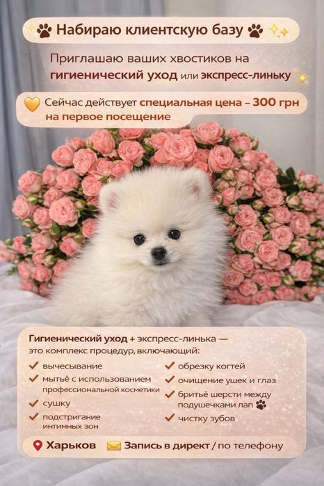 Груминг. Услуги груминга для собак