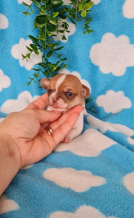 Estupendo mini Chihuahua/Chiuaua de Qualidade.LinhagemRussa