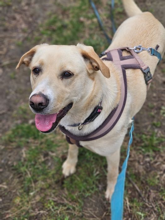Mila - mega wesoła jakby labradorka. Adopcja