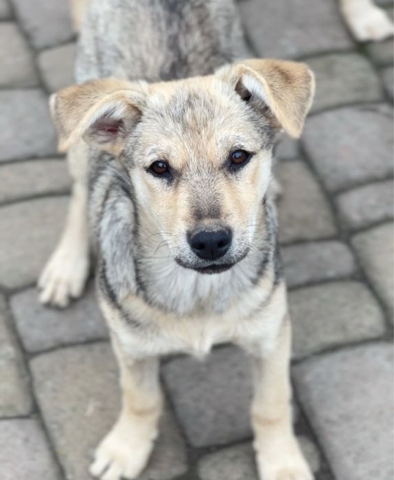 Собаченята 7 місяців стерилізовані! 5 дівчаток