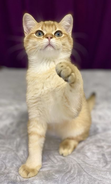 Британские Золотые шиншиллы