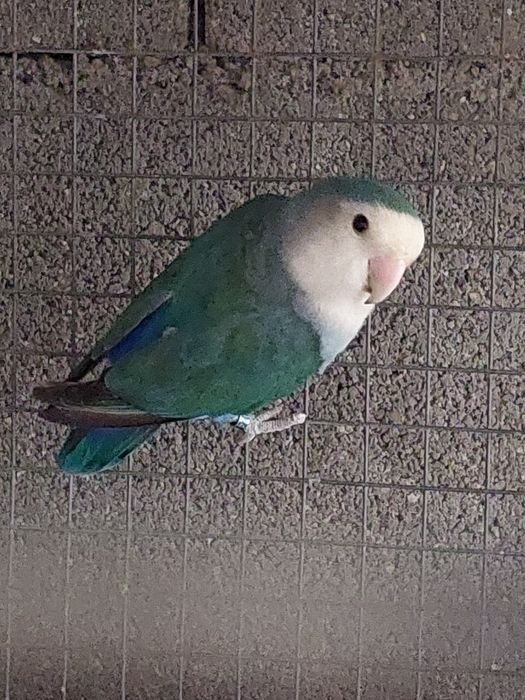 Agaporne macho  2024