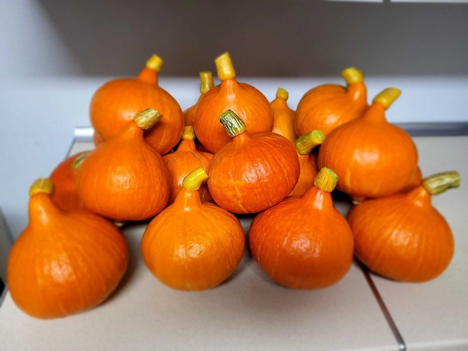 Dynia hokkaido z własnej ekologicznej uprawy !