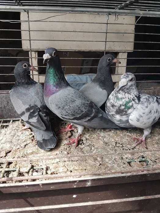 Gołębie Pocztowe -Młode 2026  lub inne
