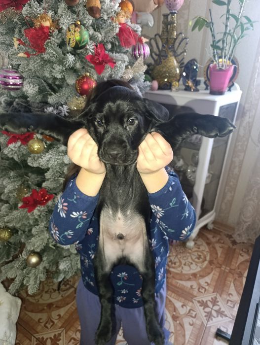 Цуценята спаніель метис