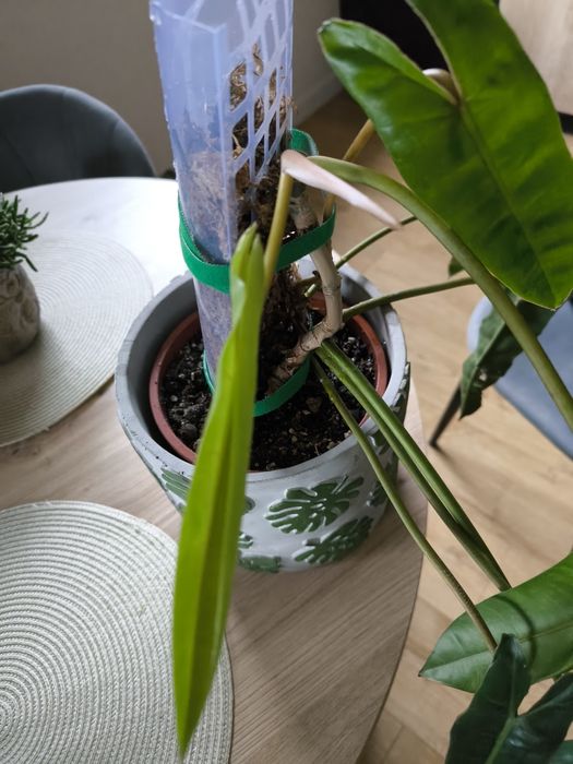 Philodendron Billietiae 2 sadzonki w paliku z mchem