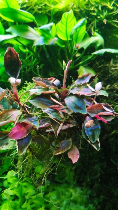 Буцефарандри неймовірно яскраві эхBucephalandra cf. motleyana Black Pu