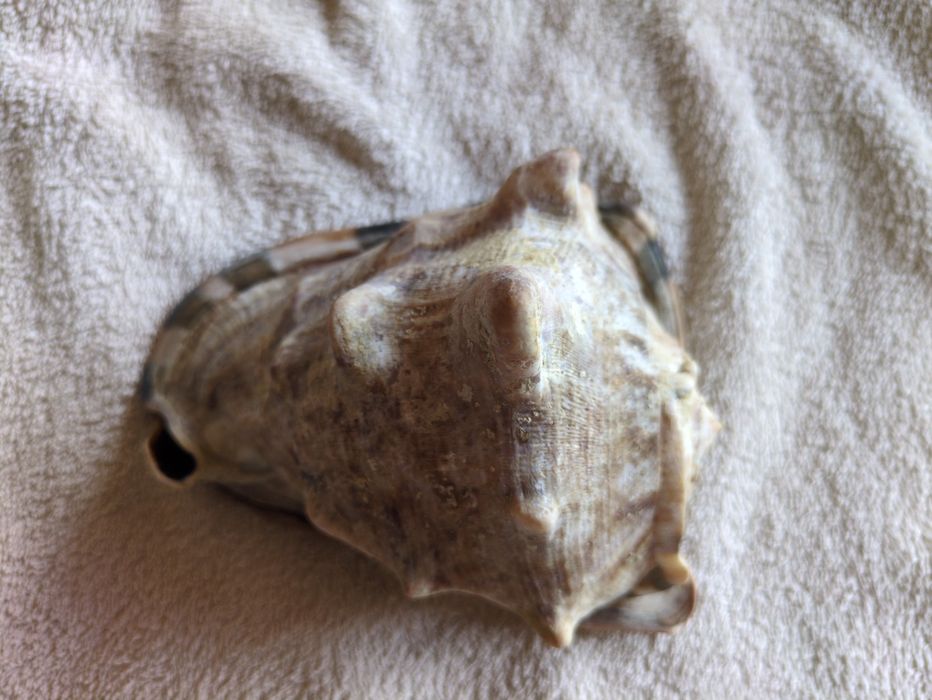 Concha de Camafeu