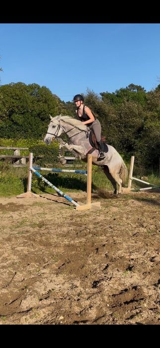 Cavalo cruzado letra D