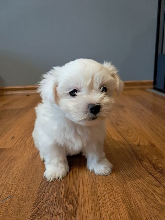 Ostatnia suczka rasy matańczyk