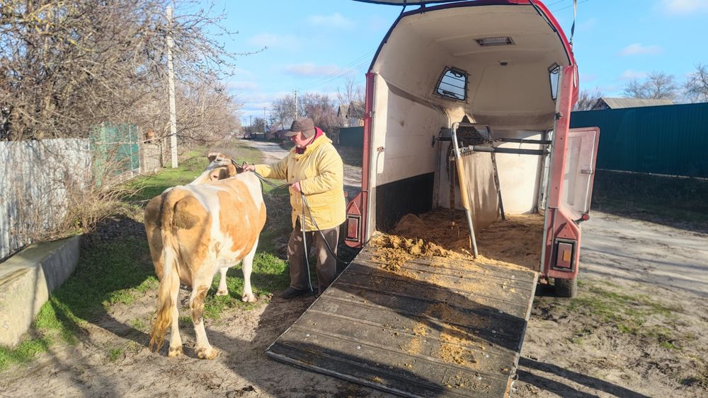 Перевезення коней, лошат, ВРХ.