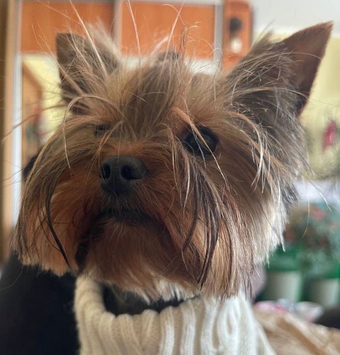 Йокширський терьер