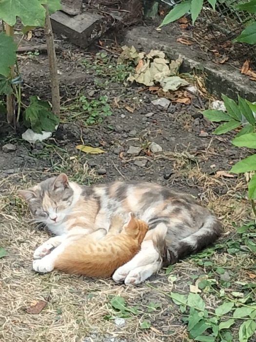 Віддам в добрі руки кошеня.
