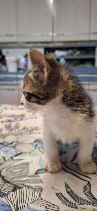Gatinho macho tigrado e branco
