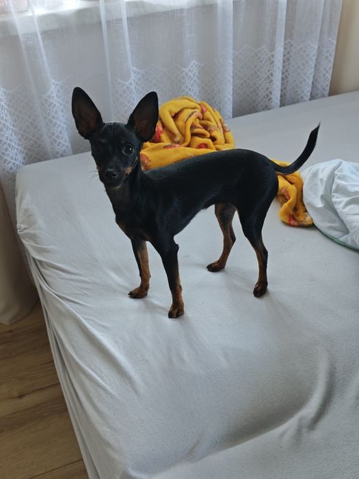 Pinczer miniaturowy suczka pół roczna