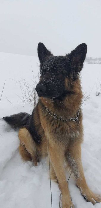 Вязка німецька вівчарка д/ш (кобель)