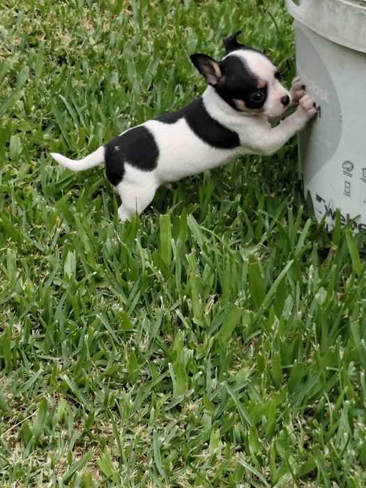 Macho chihuahua disponível
