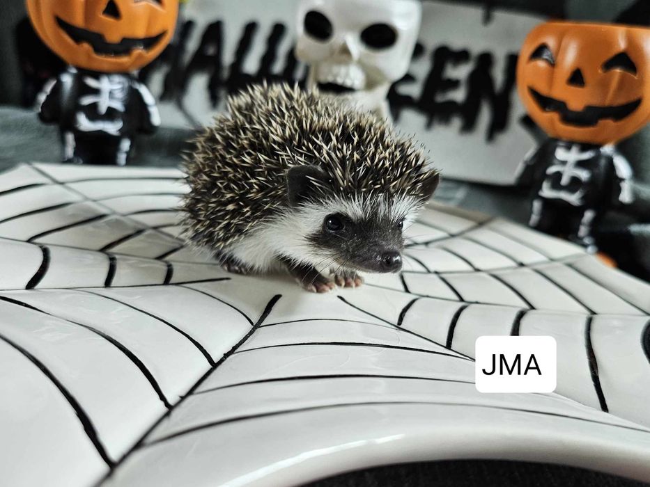 Jeż Pigmejski Jeż Afrykański